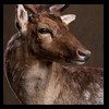 Axis-Sika-Fallow-taxidermy-060