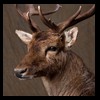 Axis-Sika-Fallow-taxidermy-061