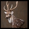 Axis-Sika-Fallow-taxidermy-062