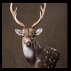 Axis-Sika-Fallow-taxidermy-063
