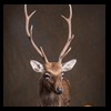 Axis-Sika-Fallow-taxidermy-064