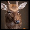 Axis-Sika-Fallow-taxidermy-065