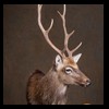 Axis-Sika-Fallow-taxidermy-066