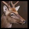Axis-Sika-Fallow-taxidermy-067