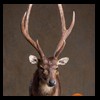 Axis-Sika-Fallow-taxidermy-068
