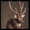 Axis-Sika-Fallow-taxidermy-069