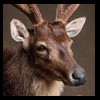Axis-Sika-Fallow-taxidermy-070