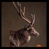 Axis-Sika-Fallow-taxidermy-071