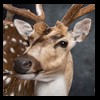 Axis-Sika-Fallow-taxidermy-073