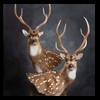 Axis-Sika-Fallow-taxidermy-074