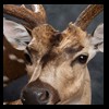 Axis-Sika-Fallow-taxidermy-076