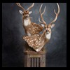 Axis-Sika-Fallow-taxidermy-077