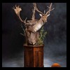 Axis-Sika-Fallow-taxidermy-078