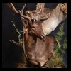 Axis-Sika-Fallow-taxidermy-079
