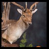 Axis-Sika-Fallow-taxidermy-080