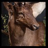 Axis-Sika-Fallow-taxidermy-081