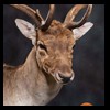 Axis-Sika-Fallow-taxidermy-082
