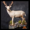 Axis-Sika-Fallow-taxidermy-083
