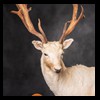 Axis-Sika-Fallow-taxidermy-084