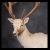Axis-Sika-Fallow-taxidermy-085