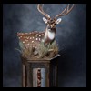 Axis-Sika-Fallow-taxidermy-086