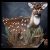 Axis-Sika-Fallow-taxidermy-087