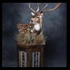 Axis-Sika-Fallow-taxidermy-089