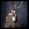 Axis-Sika-Fallow-taxidermy-090