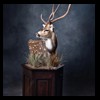 Axis-Sika-Fallow-taxidermy-091