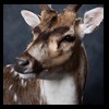 Axis-Sika-Fallow-taxidermy-092