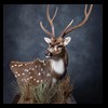 Axis-Sika-Fallow-taxidermy-093
