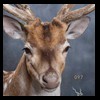 Axis-Sika-Fallow-taxidermy-097