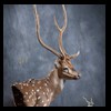 Axis-Sika-Fallow-taxidermy-098