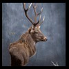 Axis-Sika-Fallow-taxidermy-099
