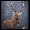 Axis-Sika-Fallow-taxidermy-100