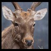 Axis-Sika-Fallow-taxidermy-101