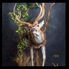 Axis-Sika-Fallow-taxidermy-102