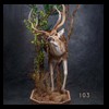 Axis-Sika-Fallow-taxidermy-103