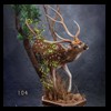 Axis-Sika-Fallow-taxidermy-104