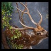 Axis-Sika-Fallow-taxidermy-105