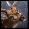 Axis-Sika-Fallow-taxidermy-106