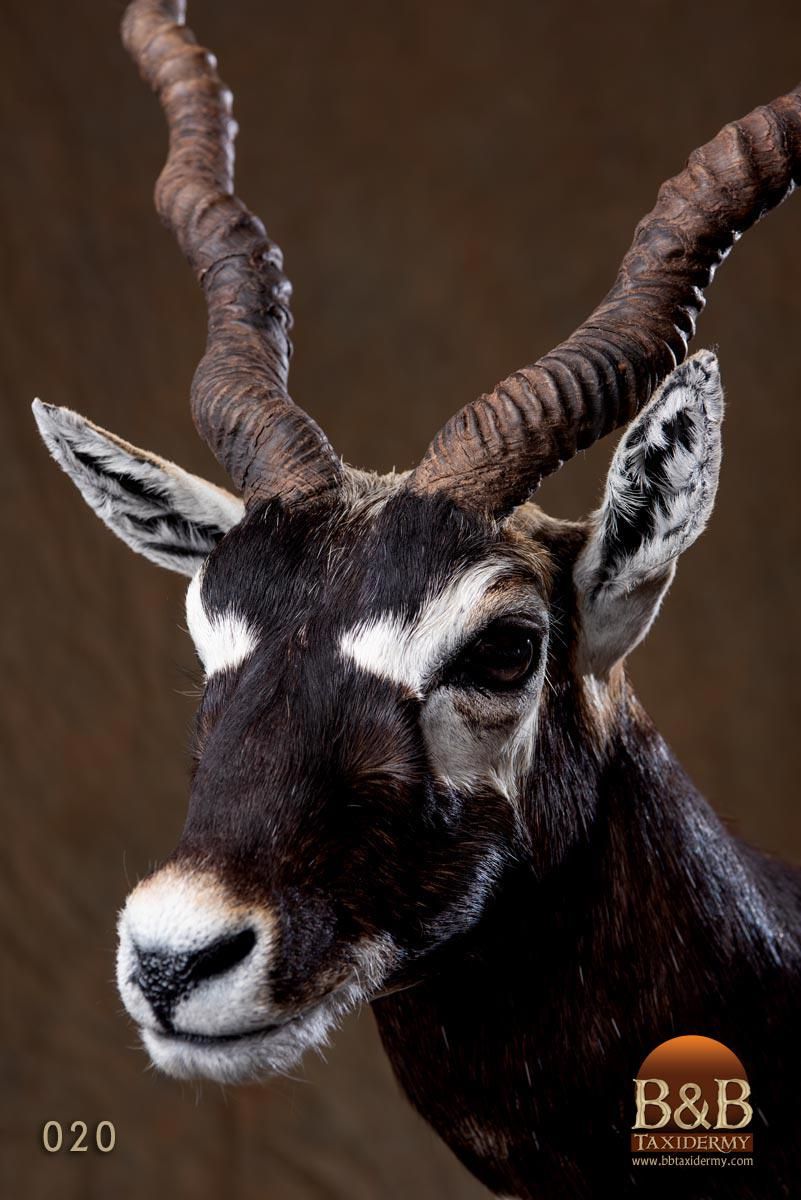 Black Buck Taxidermy Reference Photo Cd 