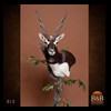 blackbuck-taxidermy-012