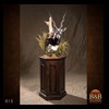 blackbuck-taxidermy-015