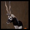 blackbuck-taxidermy-022