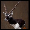 blackbuck-taxidermy-023