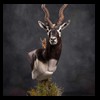 blackbuck-taxidermy-033