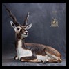blackbuck-taxidermy-038