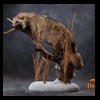 raccoondog-silverfox-lynx-reindeer-marten-taxidermy-004