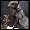 raccoondog-silverfox-lynx-reindeer-marten-taxidermy-006